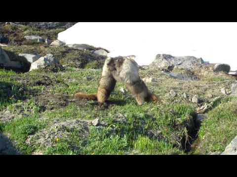 Fighting Marmots at Mt Rainier