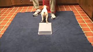 A Puppy on a Platform