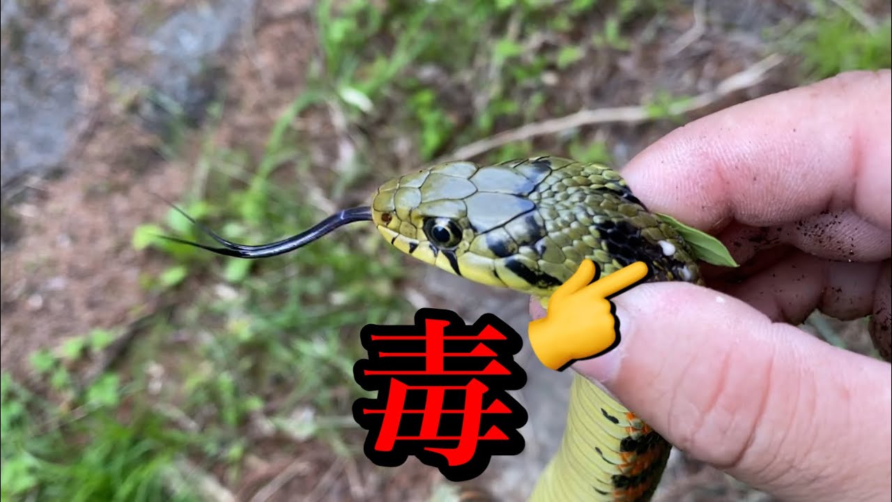 【頚腺毒】咬むだけじゃない！ヤマカガシの持つもう一つの毒が指に… - YouTube