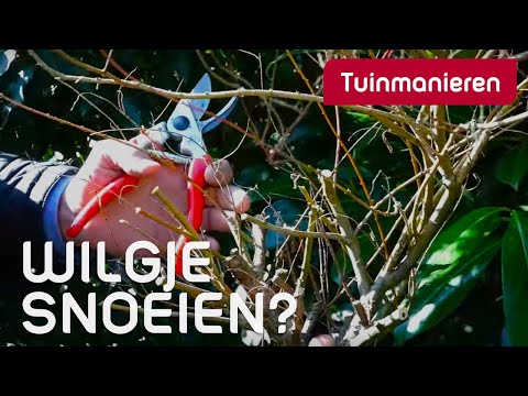 Video: Hoe snoei je een flamingoboom?