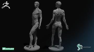 Female Ecorche Anatomy Sculpting in Zbrush Core (Complete Tutorial)