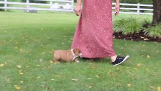 English Bulldog Puppies For Sale