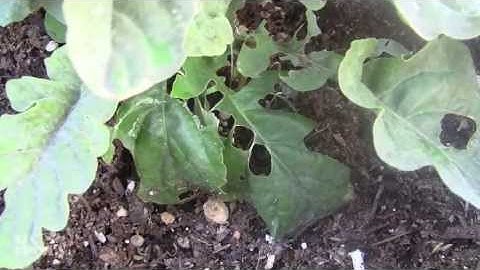 Did a snail eat my plant? - UC IPM