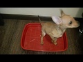 Как научить щенка ходить на лоток //Teach a puppy to walk on a tray russian toy Terrier