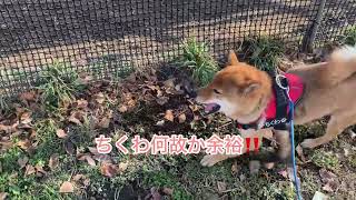 柴犬ちくわドッグランに行く #柴犬 #犬猫好きさんと繋がりたい #ドッグラン #shibainu #doglover #japanese