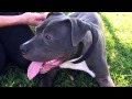Broken Leg and Rehabilitated Pitty Now Needs a Home