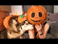 Matching Halloween Costumes With My Husky!