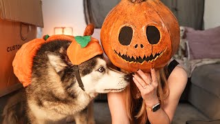 Matching Halloween Costumes With My Husky!