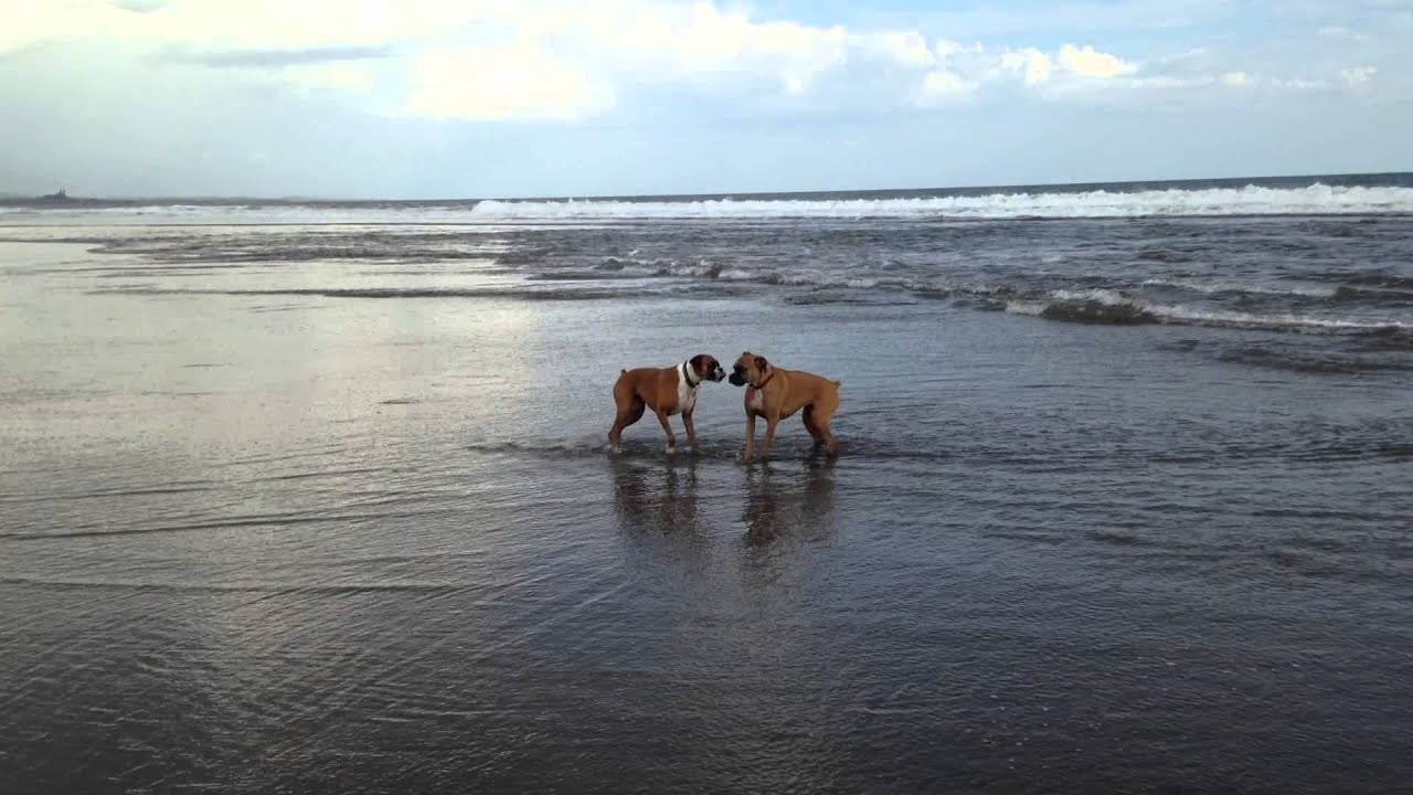 Beach romp in Nicaragua - Destino Pura Vida - YouTube