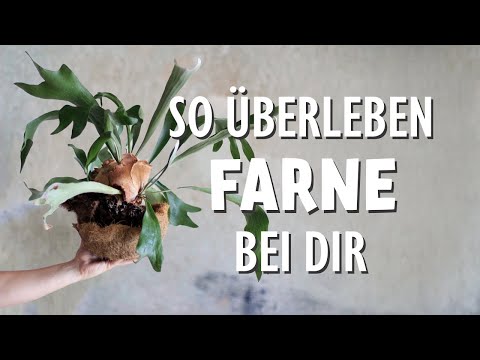 Video: Reinigen eines Hirschhornfarns: Soll ich meine Hirschhornfarnpflanze reinigen?