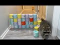 Toilet Paper Challenge!  (Raccoon vs Dog vs Cat)