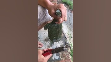 Turtle With hook in mouth