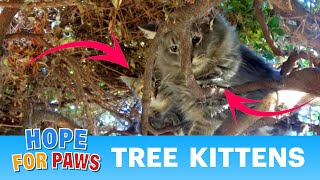 Cats are amazing! Mama cat teaches kittens how to avoid capturing