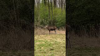 Najładniejsze Podlaskie 🫎 #zasięgi #moose #foryou #animals #podlasie #polska #youtubeshorts