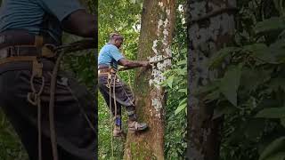 Climbing Trees With Spikes Kerala Tree Cutting