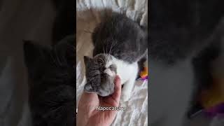 Napocats.ro | Exotic Shorthair boy: Quiz (aka Thomas) by Napocats, Exotic Shorthair & Persian Cats 103 views 1 year ago 2 minutes, 40 seconds