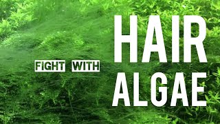 My Way of Dealing with Hair Algae | Guide to Dealing with Algae for Beginners