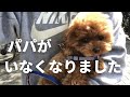 【 悲報 】心が切なくなりました。。。/ トイプードルがいる暮らし / ティーカッププードル 成犬 鳴き声 / 東京 都内夫婦暮らし / dog poodle Vlog Tokyo / 感動 号泣