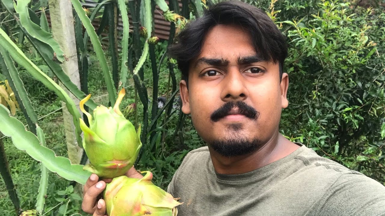 best-dragon-fruit-plant-at-cheap-price-10-variety-available-in-this