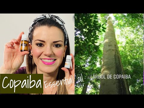 Vídeo: Beneficios, Usos E Investigación Del Aceite De Copaiba