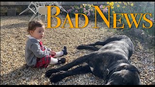 EP73 Bad News : The Reason Why You Haven't Seen The Dogs Lately..