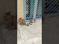 Tưởng dữ dằn Báo Thủ mà sợ chim#Chị Ba TV #chịbatv #xuhuongyoutube #cat #happy#cutecat#shorts #cute
