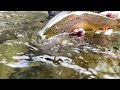Wild brown trout fly fishing catch and release