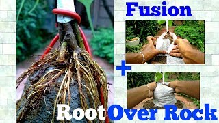 How to make root over rock bonsai