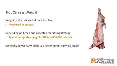 Beef Skillathon Study Series: Carcass Grading