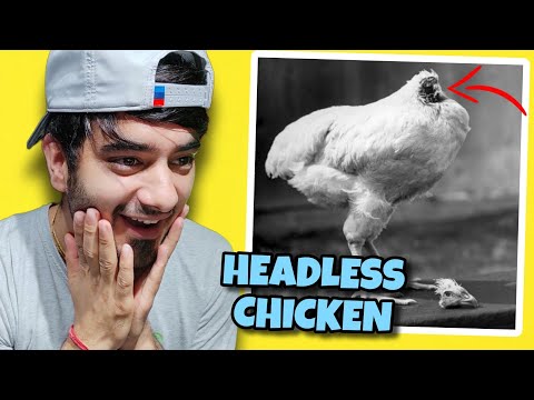 A Headless Chicken 😱 // WEIRD RANDOM FACTS THAT WILL SHOCK YOU