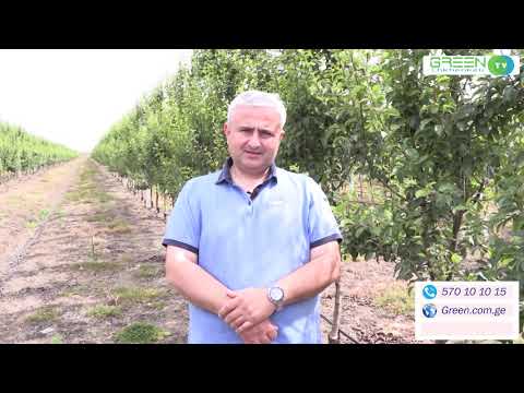 GREEN TV - Chkhenkeli გურია, გარგარისა და ფეიხოას ბაღები02 06 2020