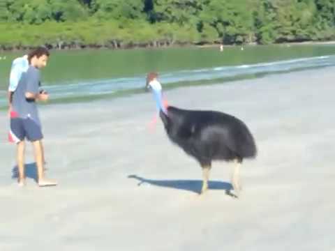 Cassowary at Cape Tribulation - Daintree, PART 1