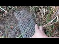 Kinh nghiệm bẫy chuột đồng (Mouse trap)