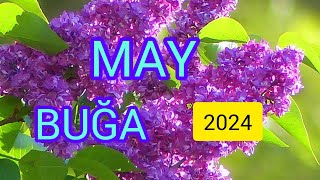 BUĞA BÜRCÜ.  ♉️ TARO-PROQNOZ.  MAY 💐2024.