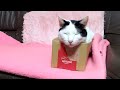 かご猫LIVE配信 200228