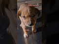 इस प्यार से मेरी तरफ ना देखो#best #shorts #viral