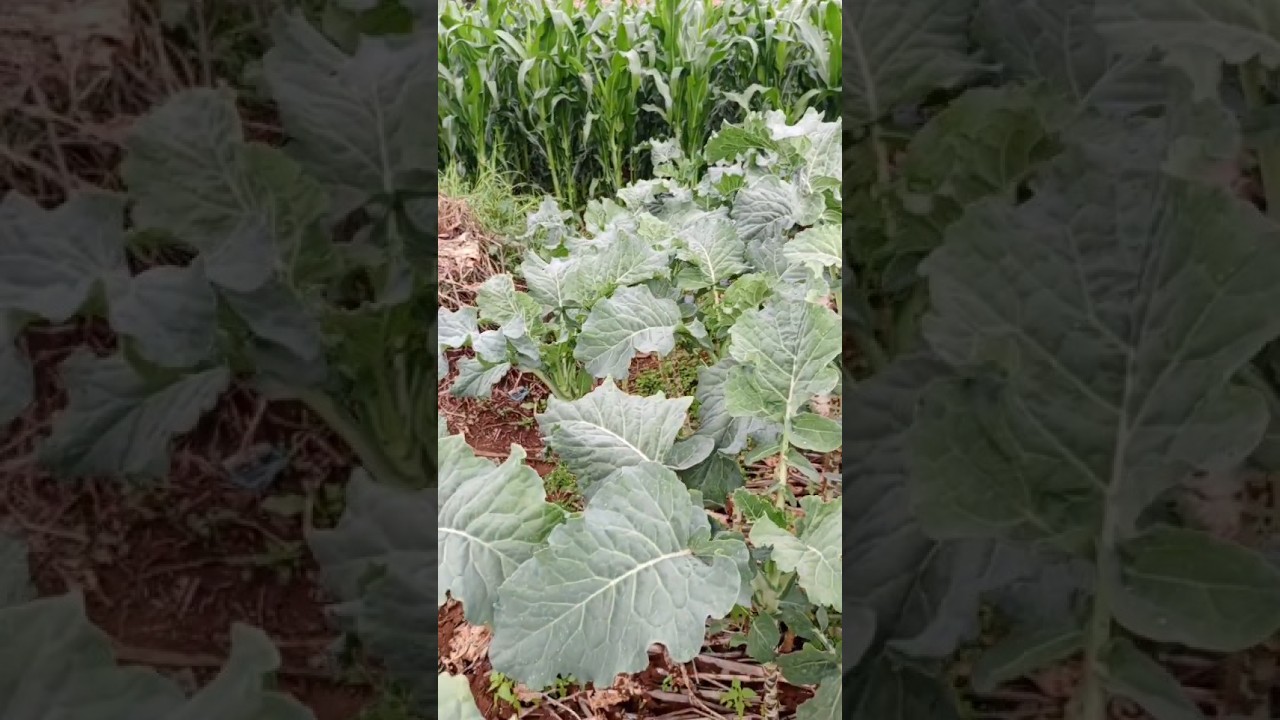 My favorite greens #shortvideo #shortsfeed #shorts #fyp #farming #nature