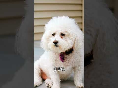 「ビションフリーゼの可愛さ爆発!驚きの魅力3選」 #犬好き