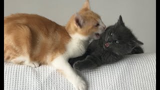 我的铲屎官自带玩具功能，小奶猫玩得好嗨呀，根本停不下来了 Kittens are having lots of fun with master and they just couldn&#39;t stop