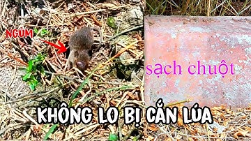 Bí Quyết Diệt Chuột Sạch Cực Kỳ Hay #nongnghiep 