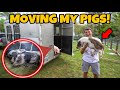 TRANSFERRING ALL My PET PIGS to PC FARM 2.0!!