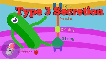 Type 3 Secretion system