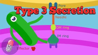 Type 3 Secretion system