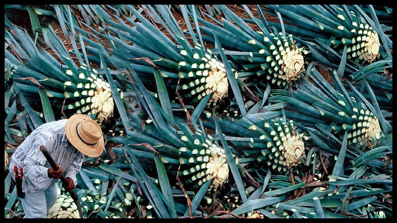 Awesome Blue Agave Cultivation And Harvesting | Tequila Making Process ...