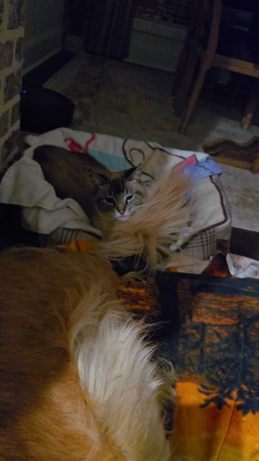 Happy Dog's Tail Annoys Cat || ViralHog