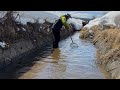 渓流魚だらけの用水路でガサガサしていると貴重な生物が・・・