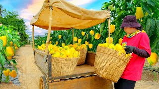 Download Lagu Harvest Yellow Bell Peppers To Sell At The Market, Cook With Them, Garden, Raise Livestock MP3 Download Lagu Harvest Yellow Bell Peppers To Sell At The Market, Cook With Them, Garden, Raise Livestock MP3
