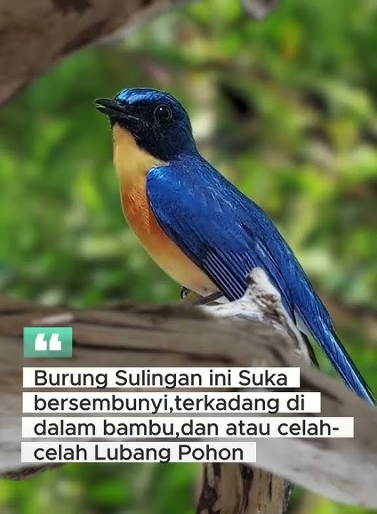 Burung Sulingan Gunung #kicaumania
