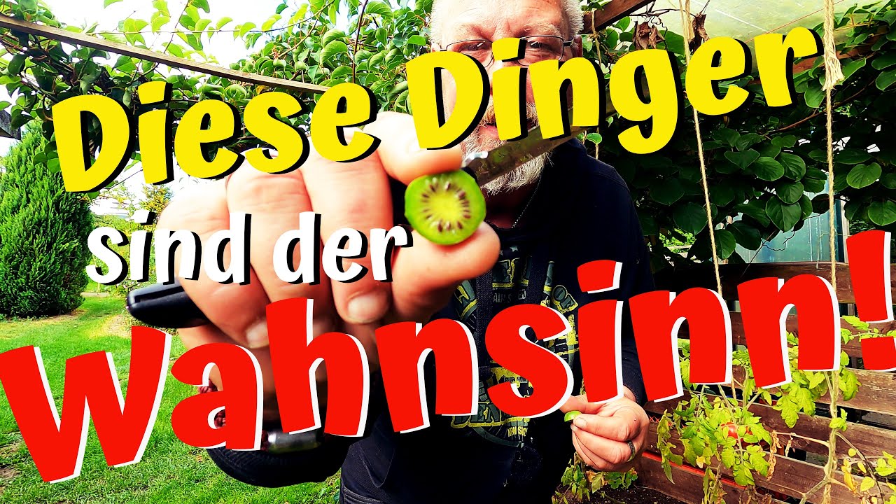 Tote Hose im Gewächshaus / Stecklinge von Kiwibeeren / Die erste Vorbereitung für die nächste Saison