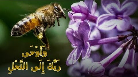 وأوحى ربك إلى النحل | سبحان من خلق وأبدع...آيات من سورة النحل